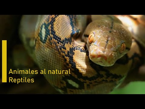 Animales al natural - Reptiles
