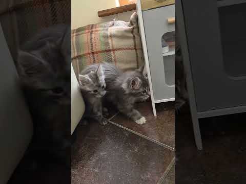 Maine Coone kittens - Image 2