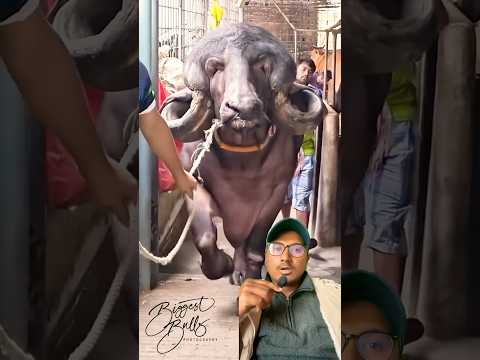 Kati Thulo Bhaisi Ho - Big Buffalo #nepal #nepali #shorts