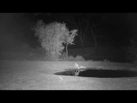 Djuma: Duiker trying to get drink at the pan - 04:02 - 11/03/21