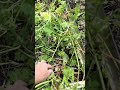 Failure of radishes can lead to delicious radish pods? #raisedbed #radishes #failureispartofsuccess