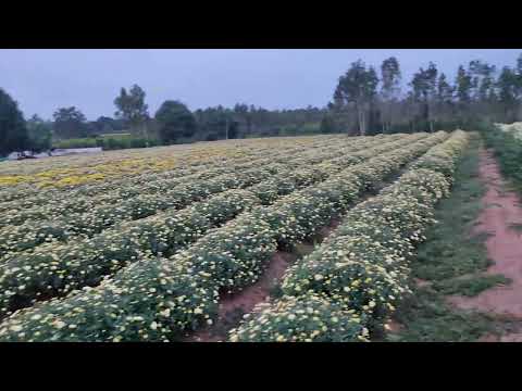 Flower City Hosur||cent yellow flowers||Cent White Flowers||Samanthi Flowers