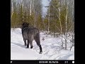 GIANT 200lb+ 🤨 Timber Wolf Caught on Camera! TRAIL CAMERA | THE OFF GRID HUNTER