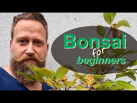 Erster Bonsai aber wie!  #Kirsche :Zierkirsche