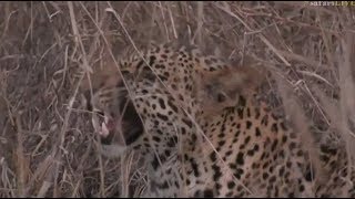Safari Live : Thamba Male Leopard on drive this af