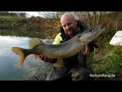 Matze Koch: Pike on the trail - Matze's antics 01-2018