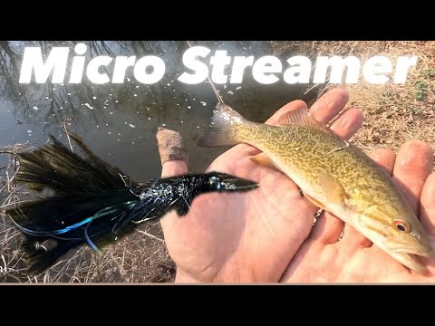 MICRO STREAMER! BAIT GATHERING!