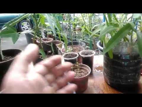 , title : 'Paano Diligan ang Halaman sa Paso (How to Water Plants in Container) - with English subtitle.'