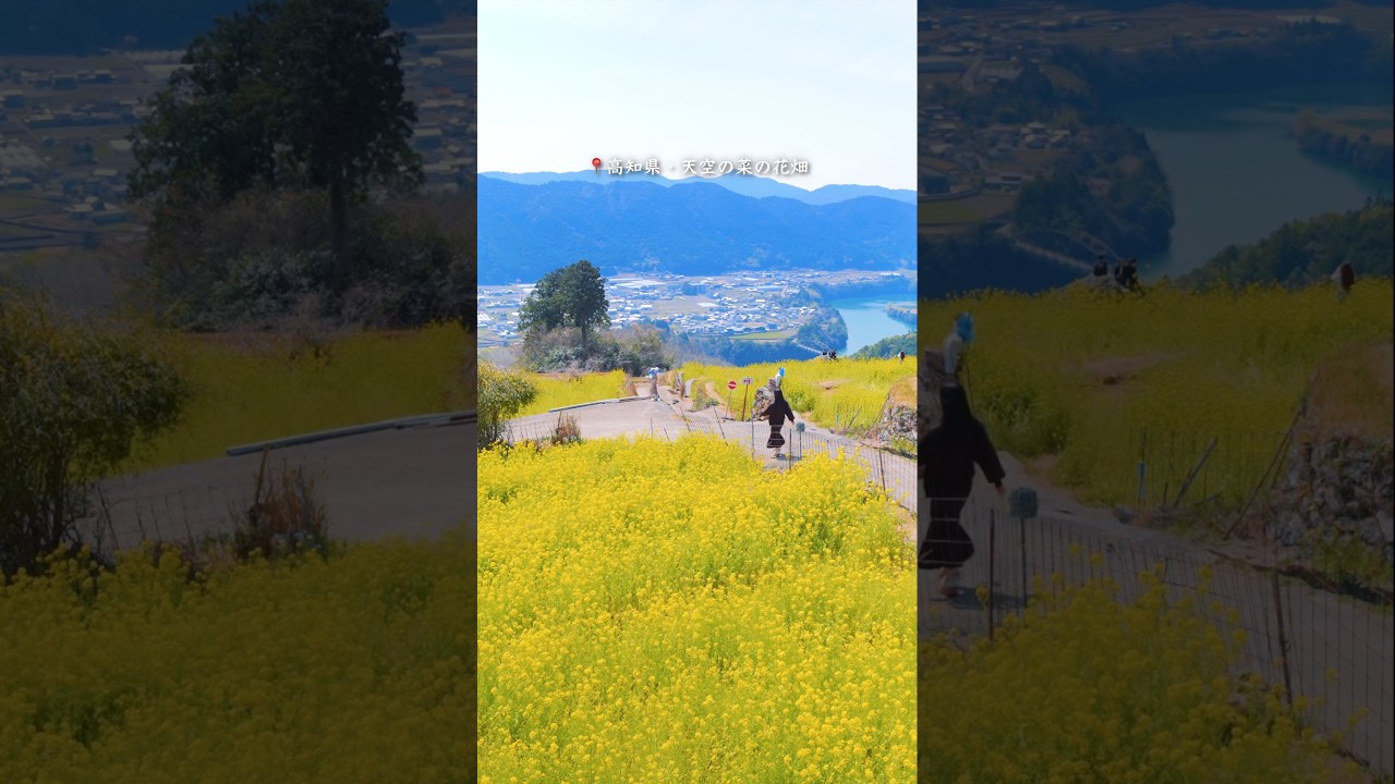 標高300mの棚田に広がる天空の絶景花畑が天国みたいだった…