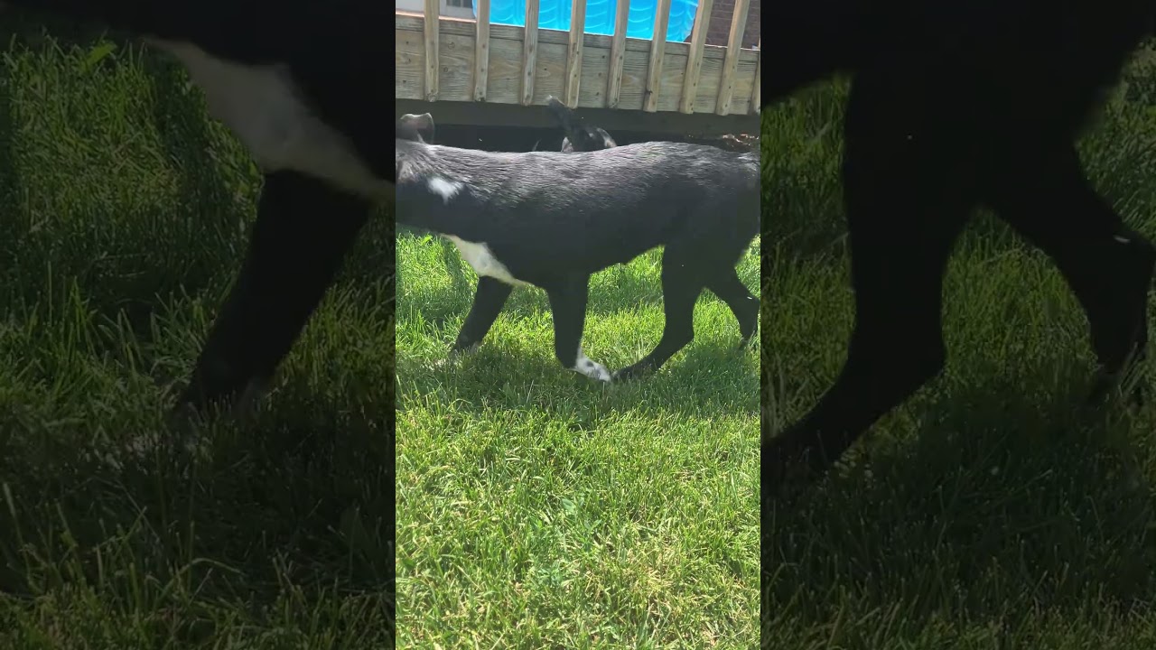 Enlarge Harlow, a ADOPTABLE mixed breed in Fort Collins, CO video 5/5