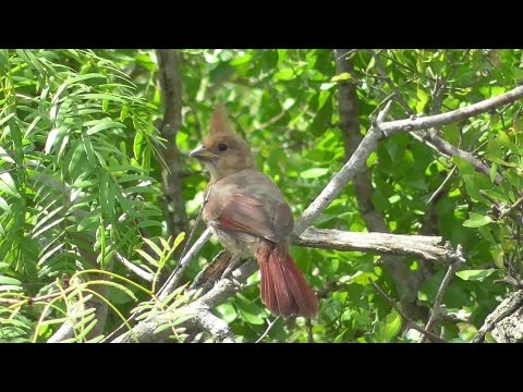 Northern Cardinal juvenile