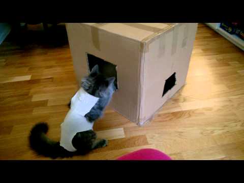 Fanni and Topi playing