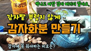 감자에 필요한 감자비료(용성인비,황산가리 등)와 퇴비를 넣고 감자화분 만드는 방법 감자심는방법 감자재배방법