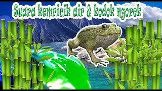 Download lagu Suara kodok disungai pedesaan,#suarakodok,#pedesaan,#kodok,#tidur,#sleep,#pancingan mp3 Download lagu Suara kodok disungai pedesaan,#suarakodok,#pedesaan,#kodok,#tidur,#sleep,#pancingan mp3
