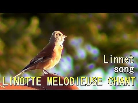 LINOTTE MELODIEUSE, chant - Linnet singing