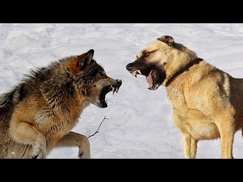 World's Most Powerful Breed Kangal Shepherd Dog!