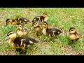 Raising New Mallard Ducklings