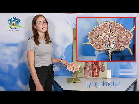 Das Lymphsystem