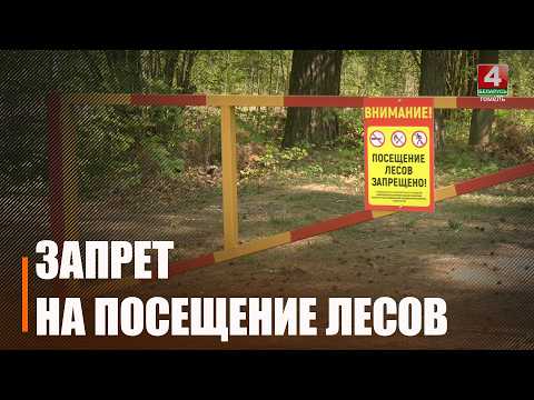 Октябрьский и Лельчицкий. 2 района Гомельщины попали под запрет на посещение лесов