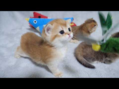 YouTube 썸네일