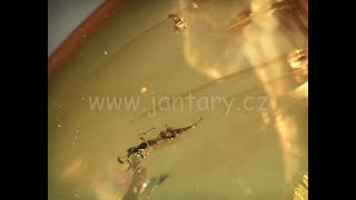 Druhohorní jantar z Myanmaru JHI-13