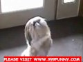 Funny Animals Comedy Clip Dog Cat Etc