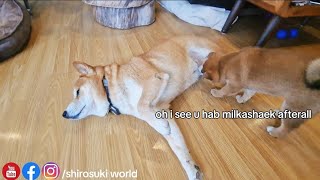 Shiro REACTS after potat found his openbar  😂😂