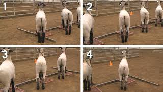4-H Lamb Judging: Example 4- Market Lambs