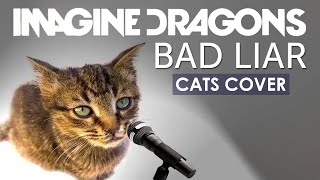 Cats Singing Bad Liar - Imagine Dragons | CatsCover
