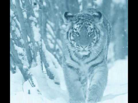 Digital Execution - The Tiger and the Dragon