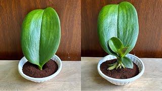 Just Coffee! Orchid Leaves Immediately Grow Roots From The Base And Bloom All Year Round