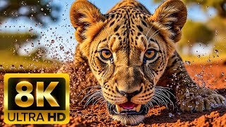 BEAUTIFUL ANIMALS WORLD 8K – Exploring the Mysteries of Wildlife Habitats (60FPS)