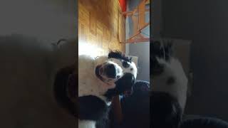 Dog having intense orgasm MESSY