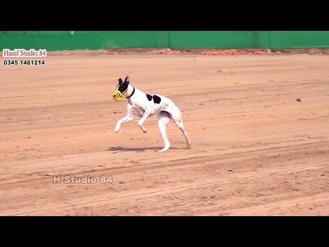 2 Nov 2025 Trail Dhori Dhurana & Yar Badsha Club