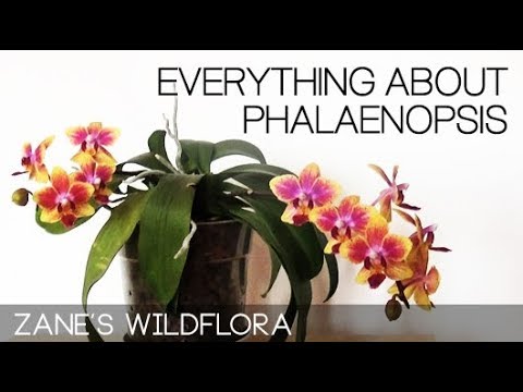 , title : '● EVERYTHING ABOUT PHALAENOPSIS ● Care, Watering, Light, Temps, Reblooming...(Full Version)'