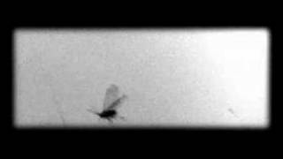 DEAD COMBO "Viuva Negra"