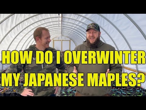 Can I Grow My Japanese Maples Indoors?
