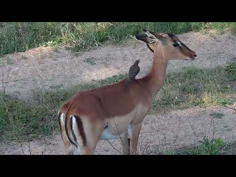 Djuma: Impalas - 15:35 - 10/30/20