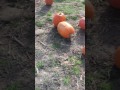 Blog2 Pumpkin Patch Madness