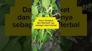 Download lagu Manfaat Daun Sangket #daunherbal #daunobat  #obatalami mp3