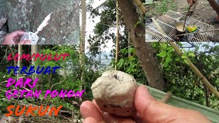 Download lagu TUTORIAL Cara mebuat lem/Pulut Dari Getah Pohon Sukun mp3 Download lagu TUTORIAL Cara mebuat lem/Pulut Dari Getah Pohon Sukun mp3