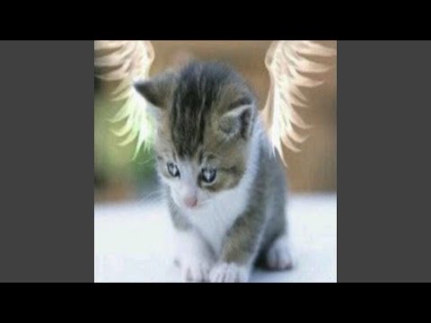 laska je laska (feat. eri)