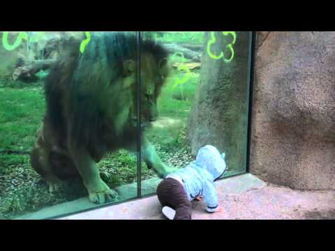 Funny animal videos - Lioness tries to eat baby at the zoo