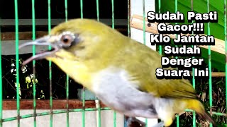 Download lagu cal rapat pleci betina mp3 Download lagu cal rapat pleci betina mp3