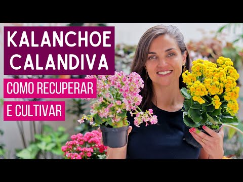 KALANCHOE and CALANDIVA - how to RECOVER and CULTIVATE