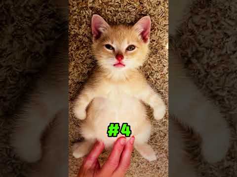 5 Ways To Show Love To Cats