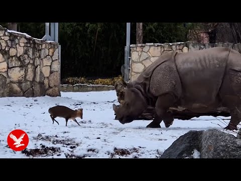 Watch: 13kg deer takes on 1.7-tonne rhino in extraordinary interaction