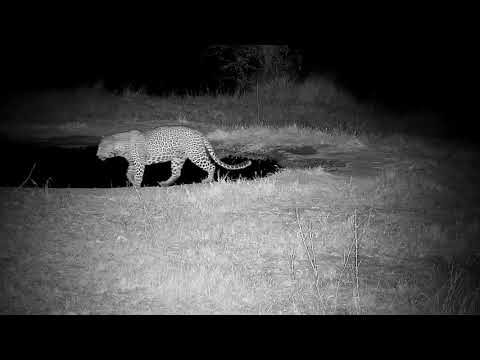 Djuma: Leopard-Molwati Male quietly walks in-drinks at pan - 00:44 - 07/11/21