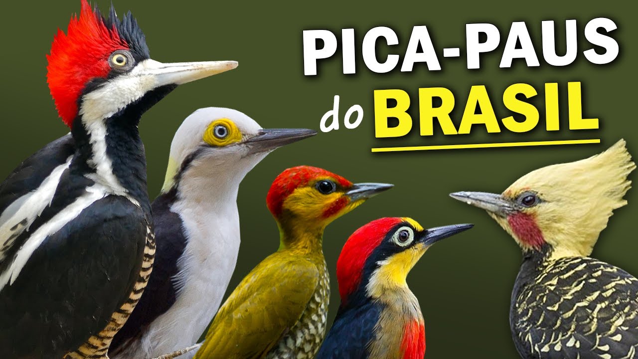 PICA-PAUS do BRASIL: Quantos existem? Qual o MAIOR PICA-PAU? CANTOS DOS PICAPAUS BRASILEIROS