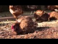 First sunshine for 752 rescued hens